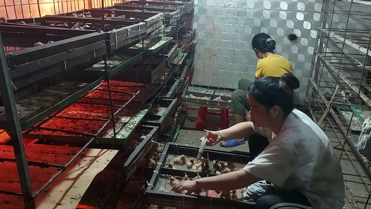 nuôi chim bồ câu bằng cám sữa diều  mang lại hiểu quả cao zalo 0964 536 193