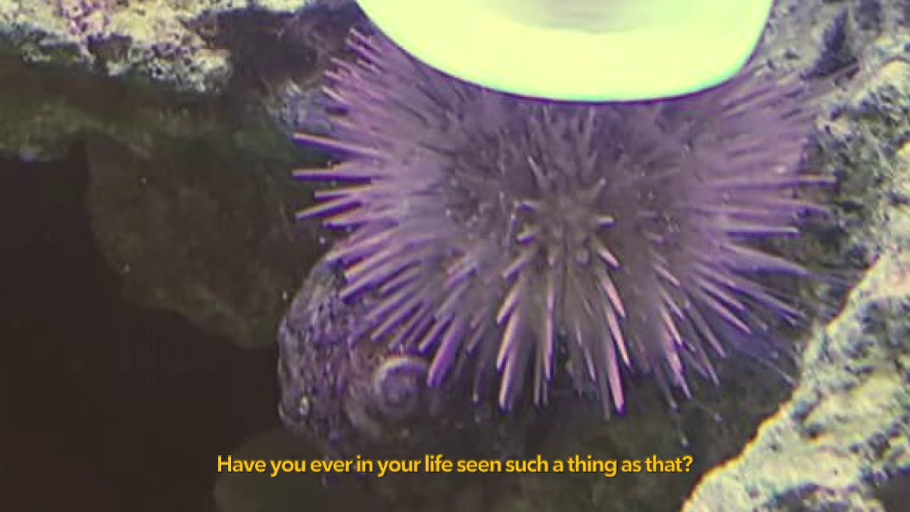 Sea Urchin in a Cowboy Hat - YouTube