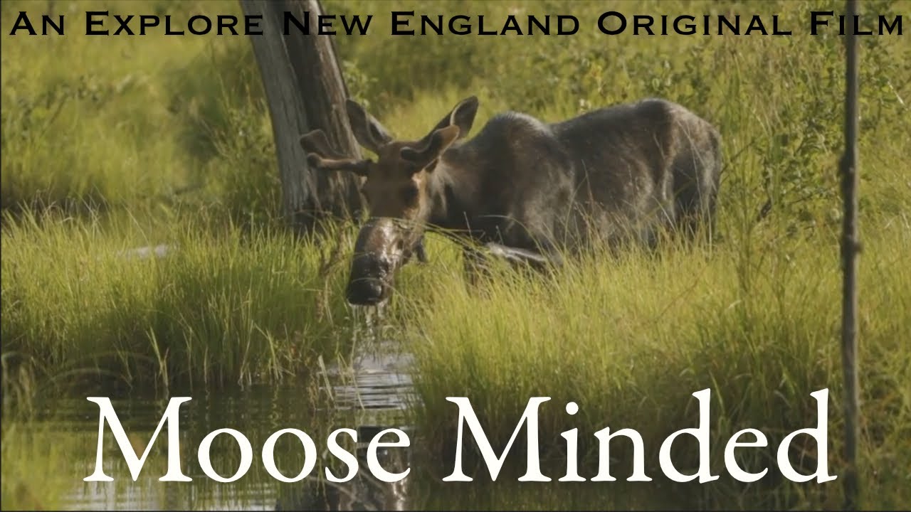 Are There Moose At Moosehead Lake?