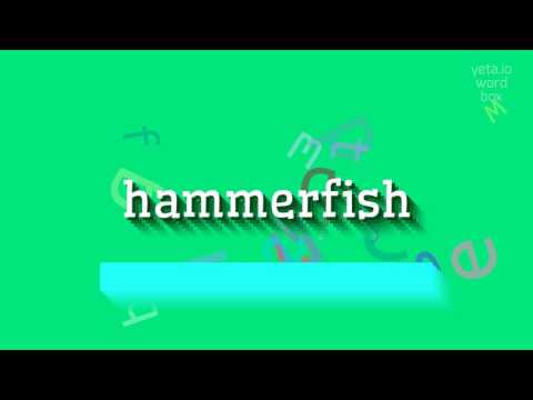 ვიდეო: Hammerfish: როგორ გახდა ზვიგენი საკვები