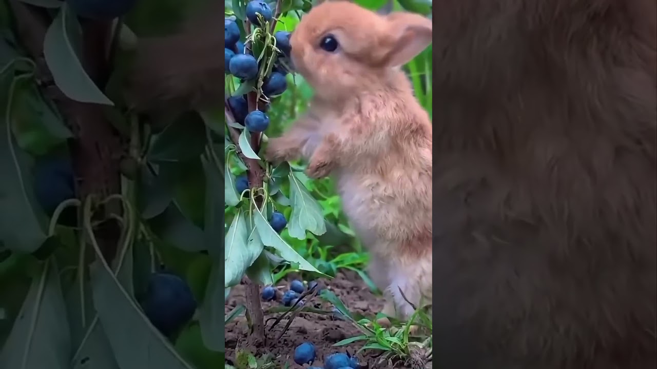 Cute Bunny Eating Blueberries 🐰| Pure Cuteness 