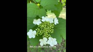 Original Demalys Muzykasy