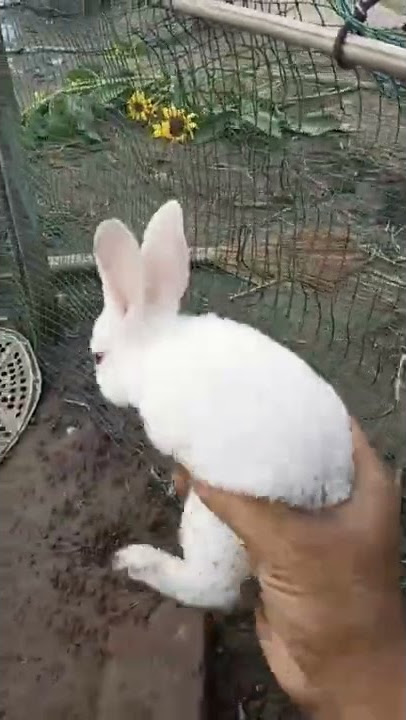 Rabbit baby, rabbits are going to bite