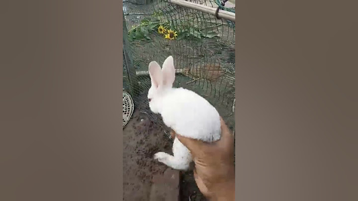 Rabbit baby, rabbits are going to bite