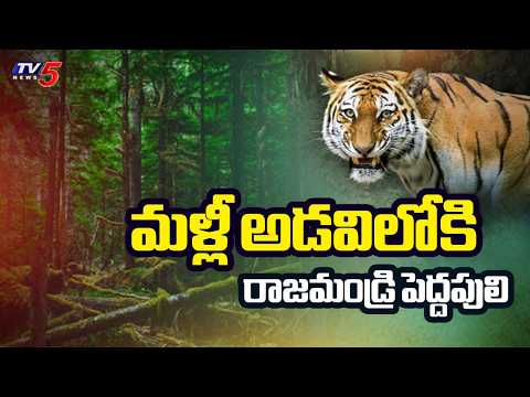 మళ్లీ అడవిలోకి పెద్దపులి.. | Rajahmundry Captured Tiger Released into Papikonda National Park | TV5