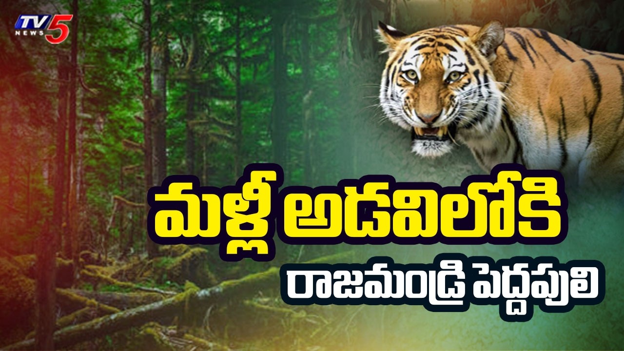 మళ్లీ అడవిలోకి పెద్దపులి.. | Rajahmundry Captured Tiger Released into Papikonda National Park | TV5