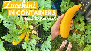 How to Grow Zucchini in Containers | Pot Size, Growing Needs, and More