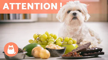 Quels fruits et légumes sont toxiques pour les chiens