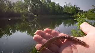 Wacky Rig Pond Bass Fishing - Early Morning Action