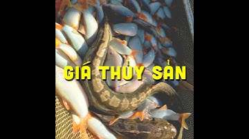 GIÁ ẾCH & CÁ NƯỚC NGỌT 09/10/2024 #GIATHUYSAN