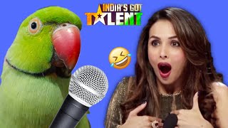 Parrot in India's Got Talent | Audition
