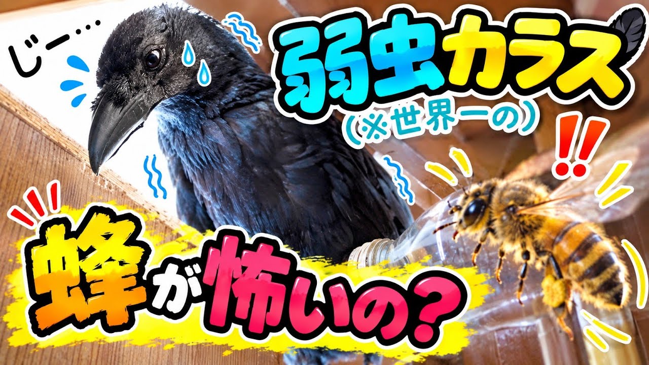 Cowardly Crow] The world's most timid crow seems to be afraid of