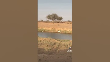 دحيم الحماد 1443ه تلاوة من سورة ق في البر عند الغدير