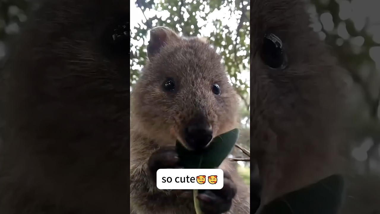 Funny wildlife voiceover