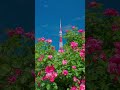 2026/05/05 #東京タワー #芝公園 #プリンス芝公園 #増上寺 #LUMIX #S1RII #BRAW #Cinematic #8K動画 #rose #garden #flowers #8K