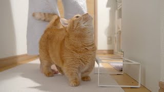 ごはんが待ちきれなくてそわそわする猫