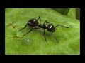 سورة النمل للقارئ أحمد العجمي Surat An-Naml (The Ants) Ahmed AlAjmi