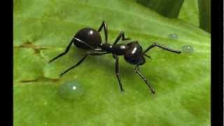سورة النمل للقارئ أحمد العجمي Surat An-Naml (The Ants) Ahmed AlAjmi