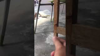 Train/ngelatih Biawak Varanus nebulosus makan