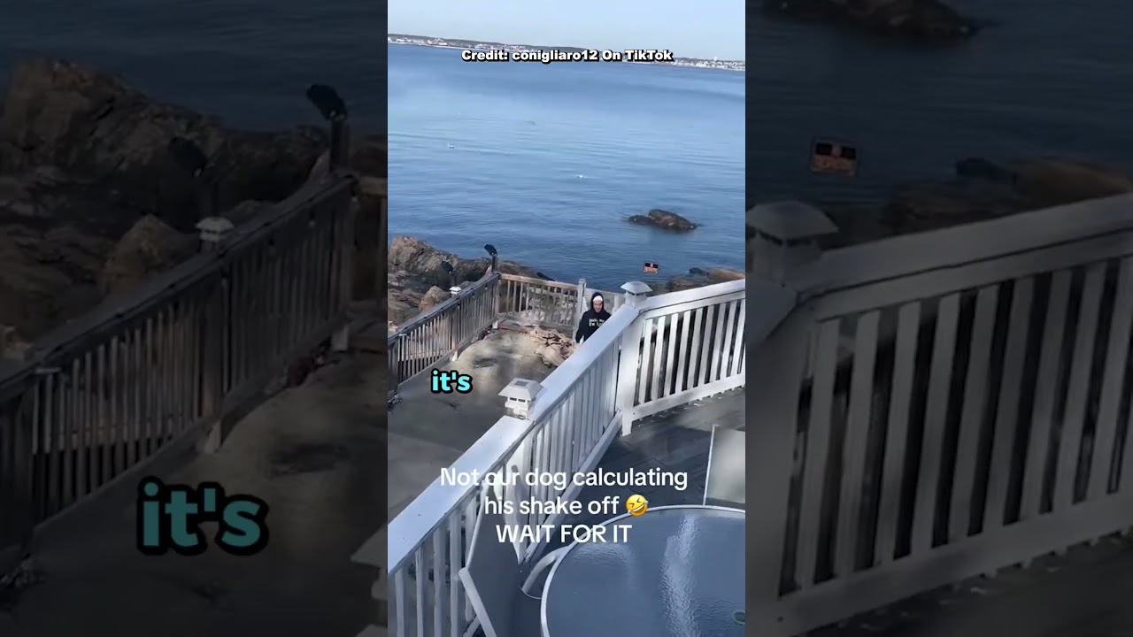 Dog only goes into the water to make owners wet 😂👏