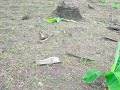 Removing Weeds using Grass Cutter in my Banana Farm