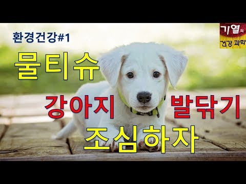 환경건강#1.  물 티슈 강아지 발 닦기 조심하자