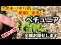 ◆裏ワザを全て公開！【ペチュニア】【カリブラコア】モリモリ選手権🌱