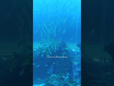 Aquarium | Dubai #dubai #dubailfe #dubaiaquarium