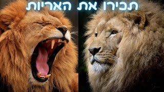 אריה שואג לילדים בעברית 🦁 בעלי חיים בטבע