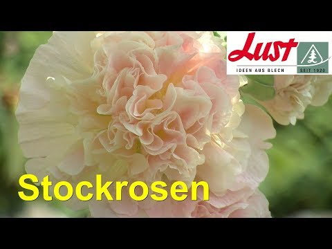 Видео: Stockrose (65 снимки): описание на многогодишни цветни сортове. Какви са разликите с слез? Как да отглеждаме роза в градината? Болести и вредители