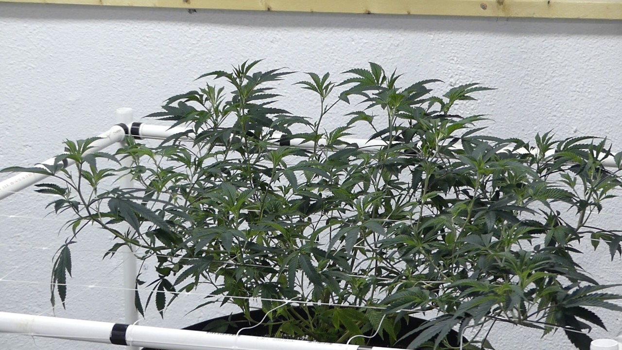 12 Plant 12 Light SCROG Grow (1K Test)