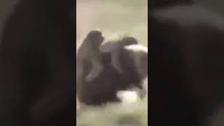 Monkey Ride On Pig Very Funny Video