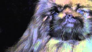 Belly Dancer Profil - .Hiverpekingese