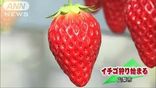 山梨でイチゴ狩り賑わう　紅ほっぺなど食べごろに(16/01/16)