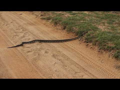 Indian rock python