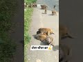 Animal Fight Monkey Brutal Fight Video Real Fight Video