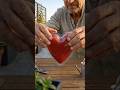 What fruit or shape next? #ai #foryou #xyzbca #gardening #trending