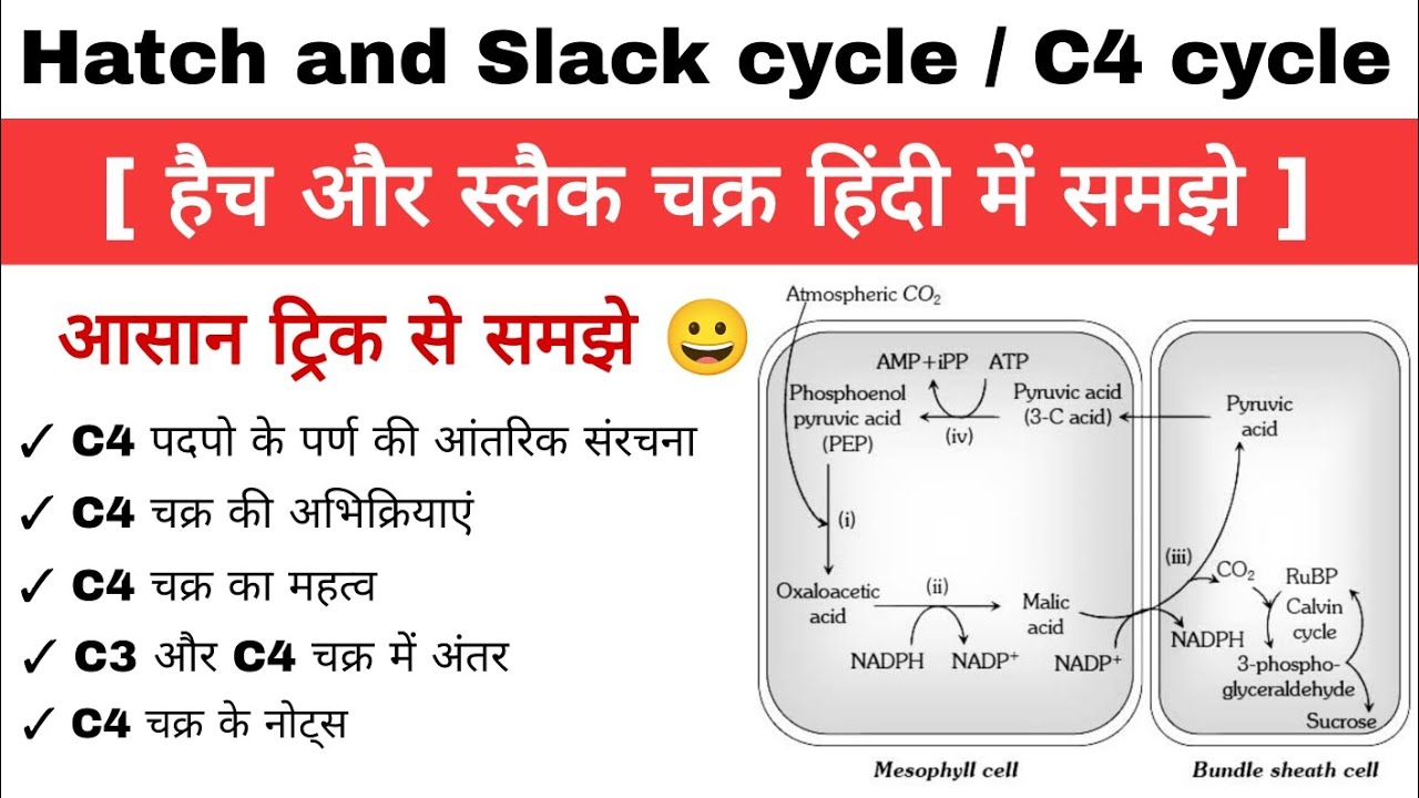 Dokończ Zdanie Cykl Miesiączkowy Hatch Slack pathway c4 cycle in hindi | C4 cycle in photosynthesis | C4