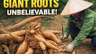 Working for a Day Harvesting Cassava in the Countryside 1000 KG | Earned $15