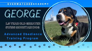 George | 1.5 Year Old Greater Swiss Mountain Dog | Advanced Obedience Board and Train Program | by OverWatch K9 Academy Columbus 23 views 3 weeks ago 7 minutes, 44 seconds