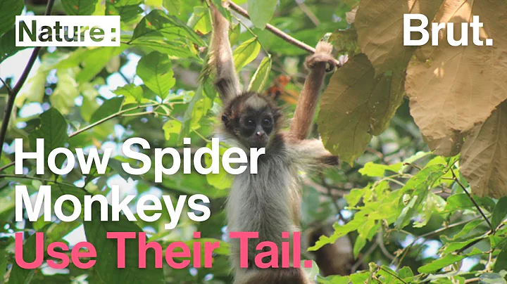 What is called monkey tail? (2023)
