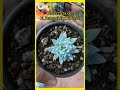 Echeveria Peacockii con Laui 🏵🌱 Transplante