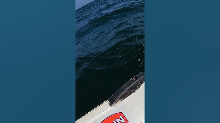 tuna التونة العنيدة