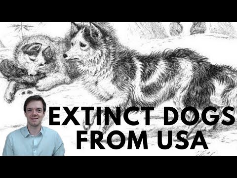 Extinct Dogs from USA - Salish Wool Dog - Hare Indian Dog - Hawaiian Poi Dog