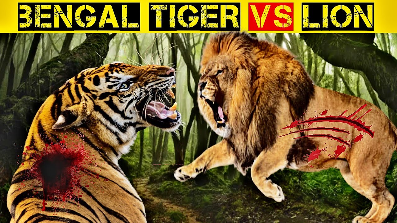 Tiger Vs Lion | आखिरकार जीत किसकी होगी | Tiger vs Lion Comparison - YouTube
