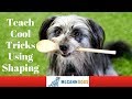 Dog Tricks Using Shaping - Professional Dog Training Tips