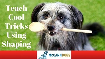 Dog Tricks Using Shaping - Professional Dog Training Tips