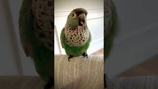 Conure sound - Barking conure parrot