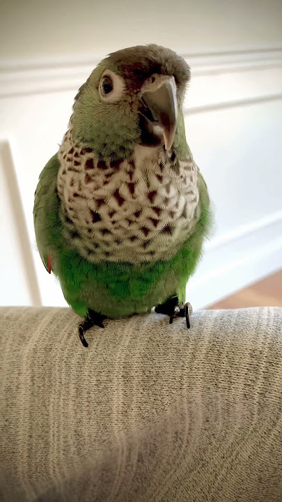 Suara Conure - Burung beo conure menggonggong