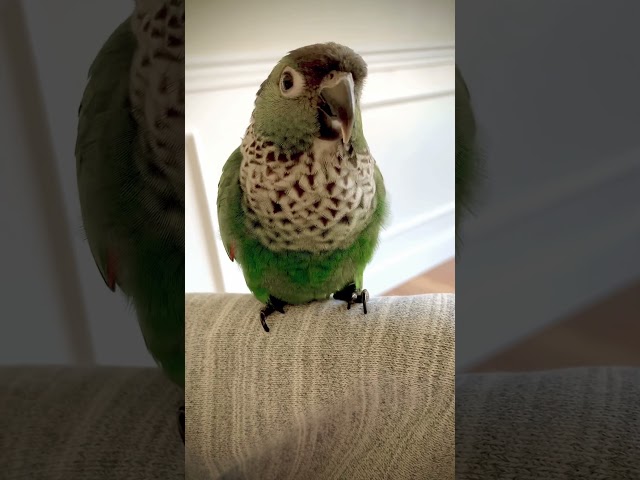 Conure sound - Barking conure parrot class=